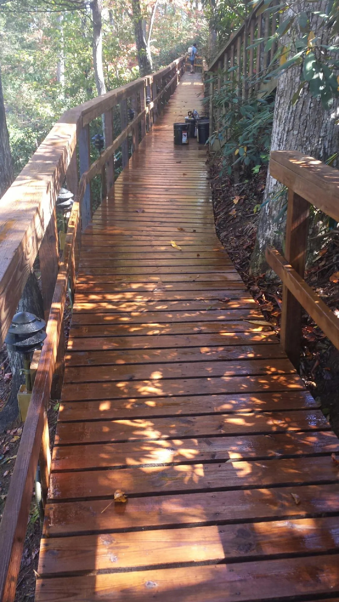 Freshly stained wood walkway winding through the woods in Marysville